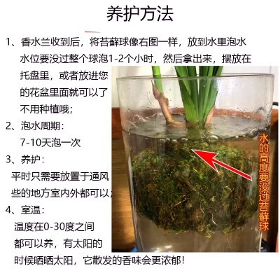 有香味的兰花苗四季兰建兰金边矮种 帝王妃玉芙蓉可水培兰花盆栽图5