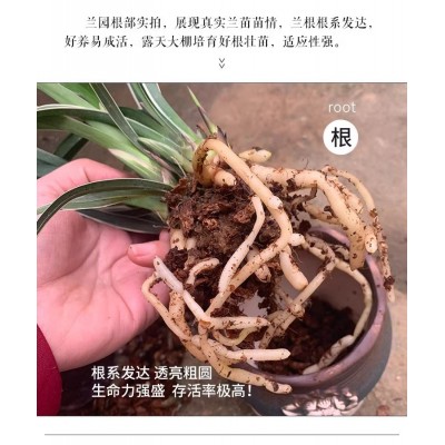 有香味的兰花苗四季兰建兰金边矮种 帝王妃玉芙蓉可水培兰花盆栽图3