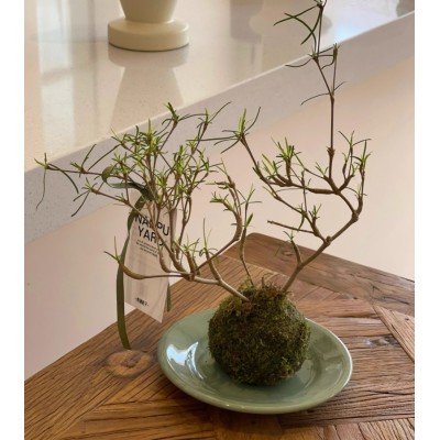 南蒲院子/柳叶麒麟造型苔藓球植物图3