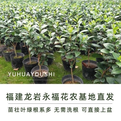 白底十八学士大红名贵正品多色当年开山茶花树苗盆栽好养庭院阳台图4