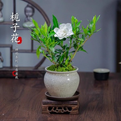 小叶栀子花盆栽四季盆栽植物室内好养办公室桌面带盆景开花小绿植图2