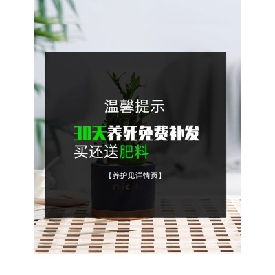 发财树富贵竹客厅办公室室内植物盆栽绿植花卉创意小礼物图3