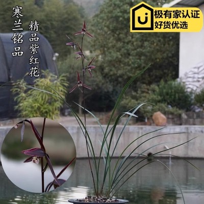 兰花苗细叶寒兰带花苞建兰四季兰墨兰春兰蕙兰阳台绿植物盆栽包邮图3