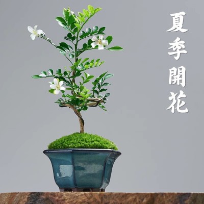 九里香盆栽七里香绿植浓香型花卉千里眼室内驱蚊植物盆景好养图3