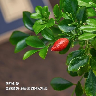 九里香盆栽七里香绿植浓香型花卉千里眼室内驱蚊植物盆景好养图2