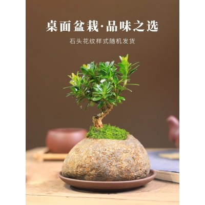 黄杨盆栽迷你植物办公室内石头盆景四季常青好养客厅花卉树面绿植图5