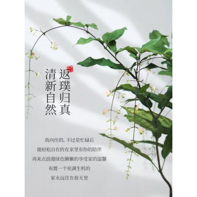 垂丝茉莉花盆栽带花苞茉莉爬藤室内阳台花卉盆栽常青绿植四季开花图2