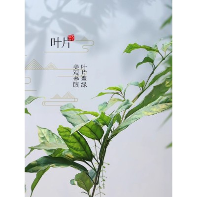 垂丝茉莉花盆栽带花苞茉莉爬藤室内阳台花卉盆栽常青绿植四季开花图4