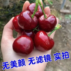 山东大樱桃新鲜红灯车厘子当季山东新鲜水果9.5-10斤/箱汁多肉厚营养丰富图5