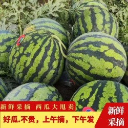 果园自产自销麒麟西瓜36斤 /箱（4颗）    1箱起售图2