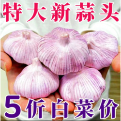 河南土特产满天下农家大蒜2.5kg/袋图5