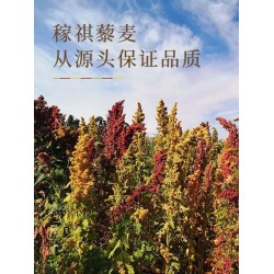 稼祺藜麦珍纯藜麦片儿童营养早餐品质搭档牛奶水果伴侣350g/罐图5