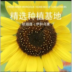 批发五件起发 咿呀瓜子五香焦糖奶香藤椒原味葵花籽独立小包装坚果炒货零食图8