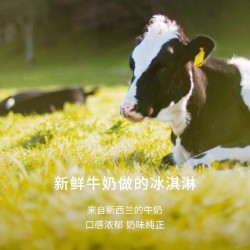 Oravida兰维乐新西兰原装进口牛乳冰淇淋巧克力味 5kg图4