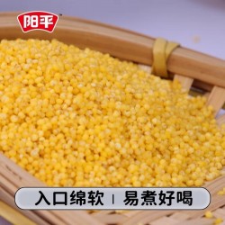 黄金苗黄小米5斤 当季新产米粮食农家食用糯五谷杂粮粥月子粟米脂图3